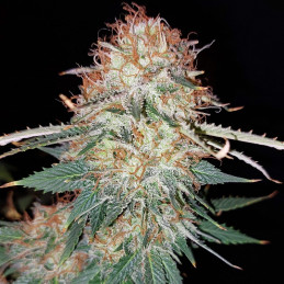 Big Bud Auto