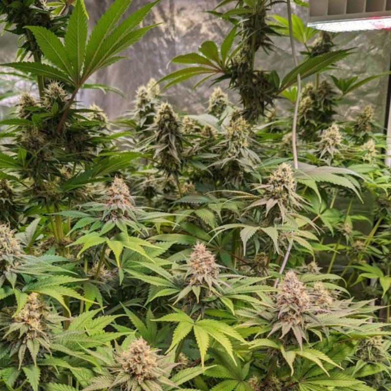 Cheese CBD - medicinska cannabisfrön, cannabisvariant