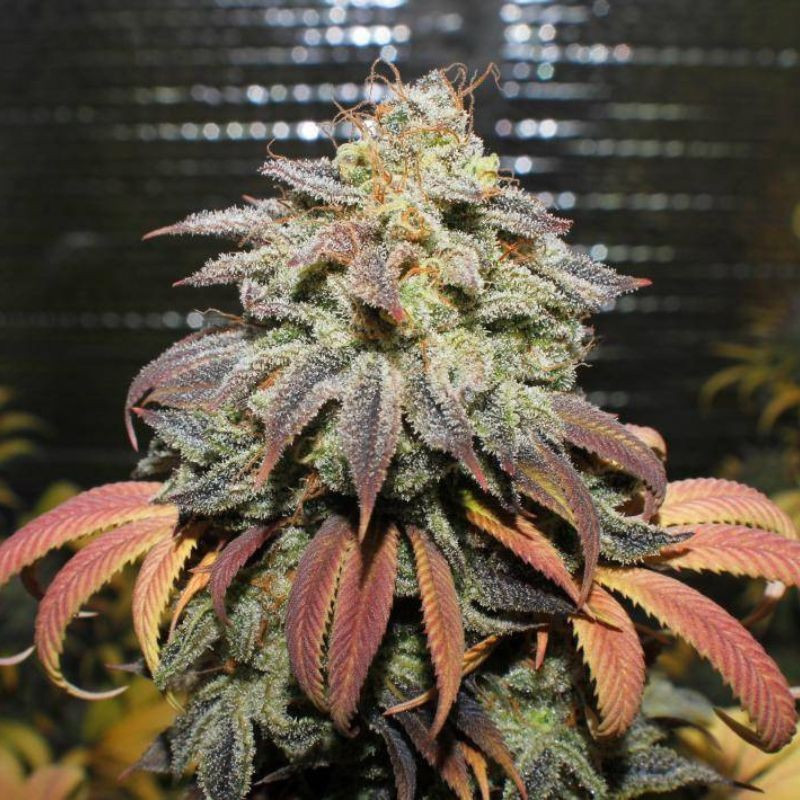 Coffee Ryder Auto - autoblommande cannabisfrön, cannabisvariant