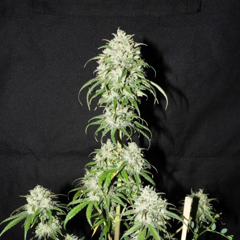 Devil's Kiss Auto - autoblommande cannabisfrön, cannabisvariant