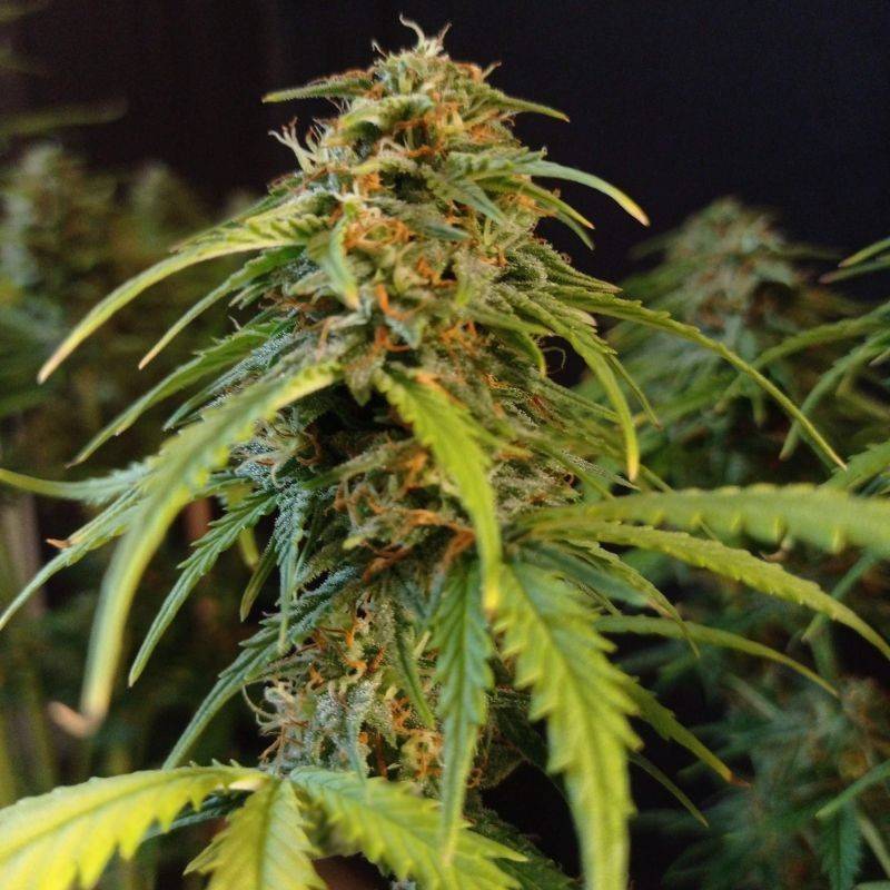 Gorilla Glue Auto - autoblommande cannabisfrön, cannabisvariant