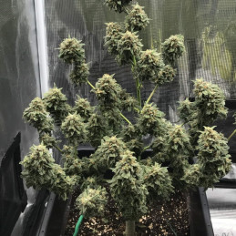 Kali Mist Auto - autoblommande cannabisfrön, cannabisvariant