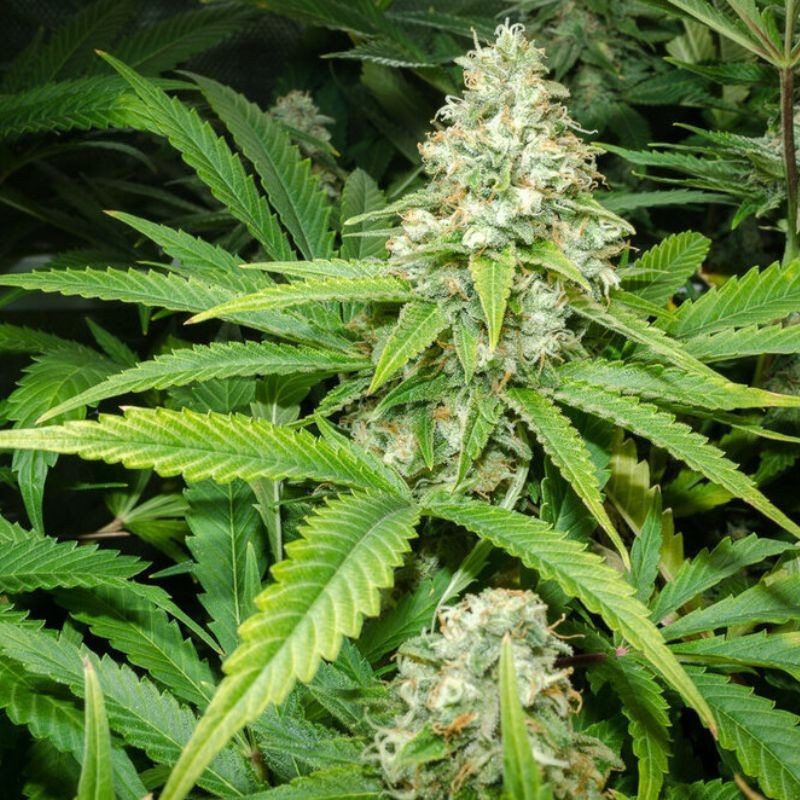 Green Skunk Auto - autoblommande cannabisfrön, cannabisvariant