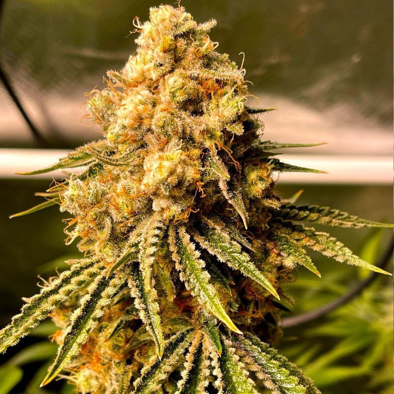 Mimosa Auto - autoblommande cannabisfrön, cannabisvariant