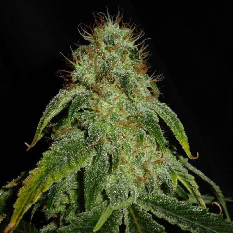 Mandarine Auto - autoblommande cannabisfrön, cannabisvariant