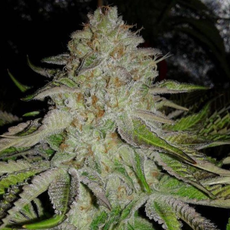 OG Kush Auto - autoblommande cannabisfrön, cannabisvariant