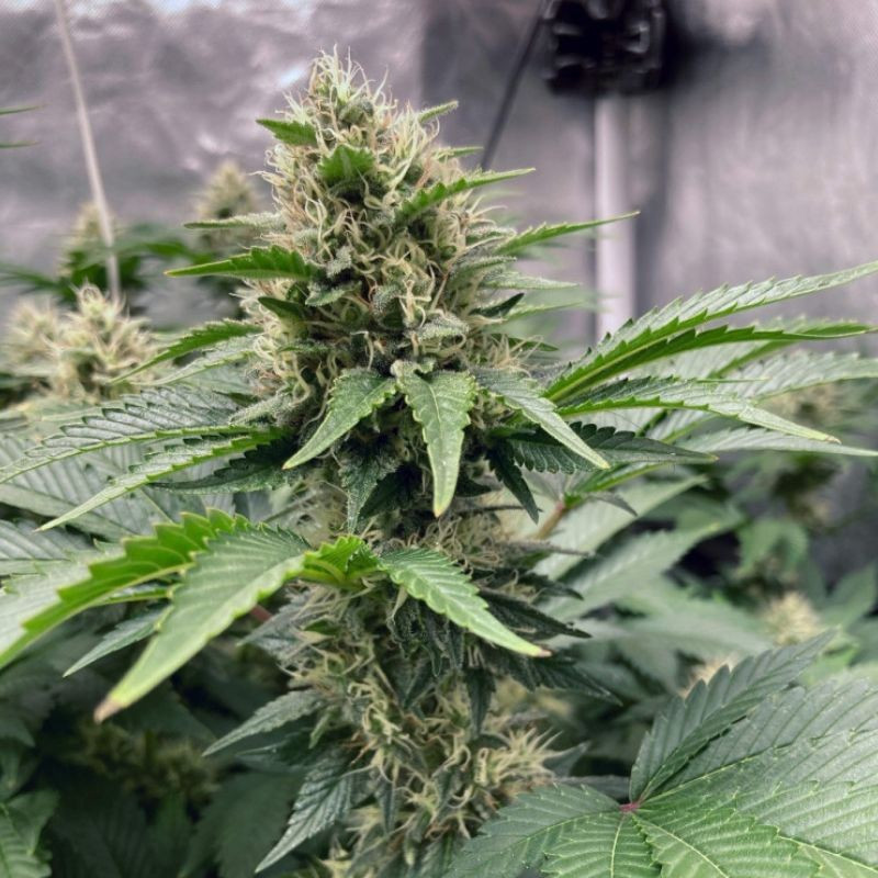 Northern Light Auto - autoblommande cannabisfrön, cannabisvariant