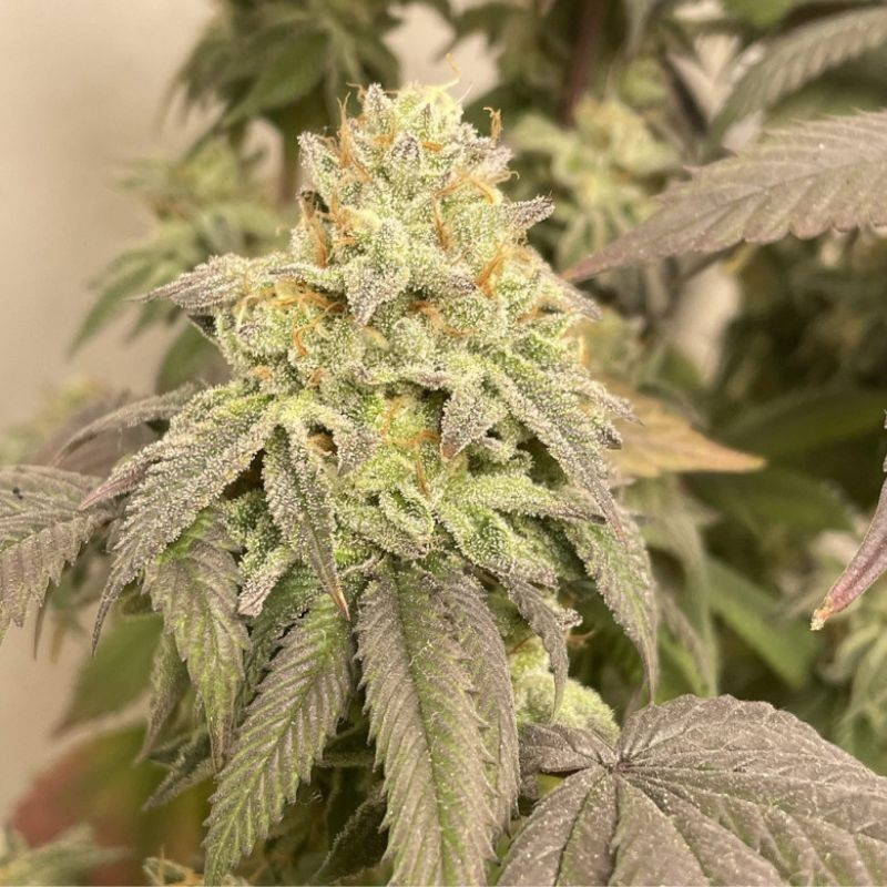 Power Plant Auto - autoblommande cannabisfrön, cannabisvariant