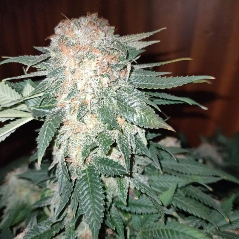 Sour Diesel Auto - autoblommande cannabisfrön, cannabisvariant