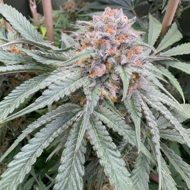 cannabisfrön Purple Kush Auto
