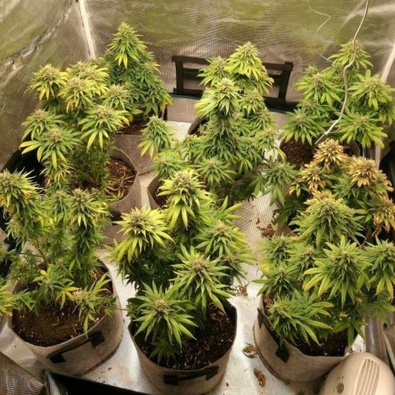 Watermelon Auto - autoblommande cannabisfrön, cannabisvariant