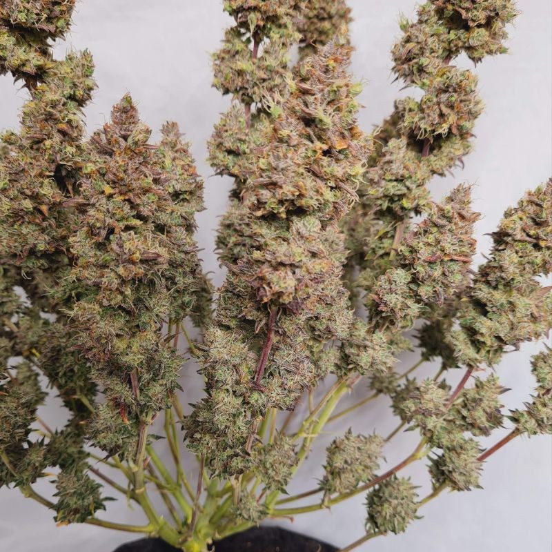 White Dwarf Auto - autoblommande cannabisfrön, cannabisvariant