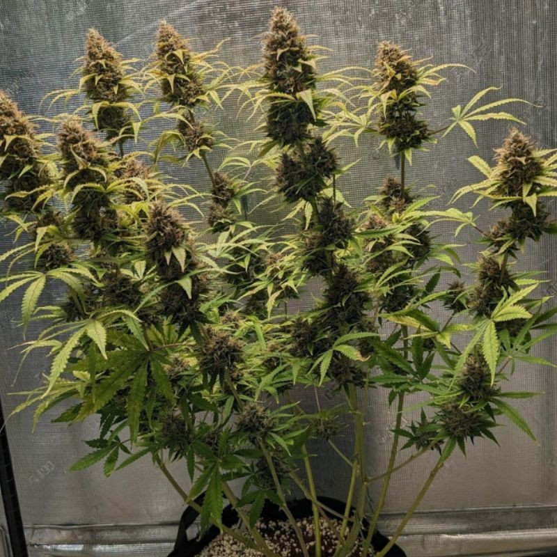 Original Amnesia Auto - autoblommande cannabisfrön, cannabisvariant
