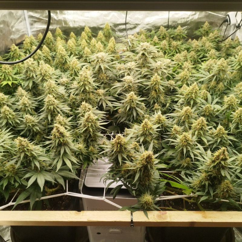 Zkittlez - cannabisfrön, cannabisvariant