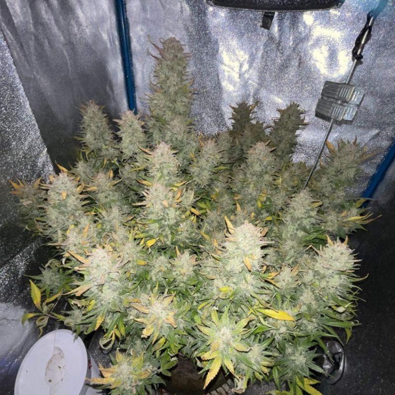 Tropicana Cookies - cannabisfrön, cannabisvariant