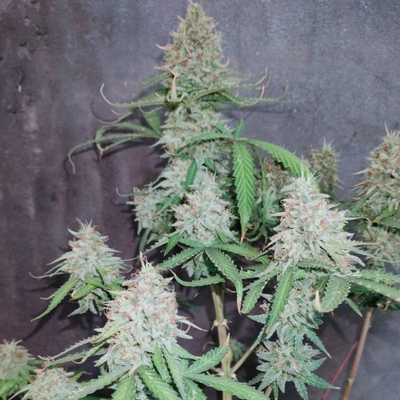 The Unlimited - cannabisfrön, cannabisvariant