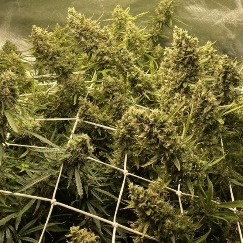 Strawberry Kush - cannabisfrön, cannabisvariant