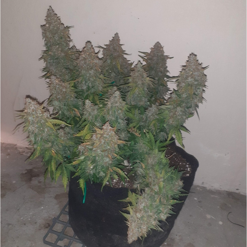 Somango - cannabisfrön, cannabisvariant