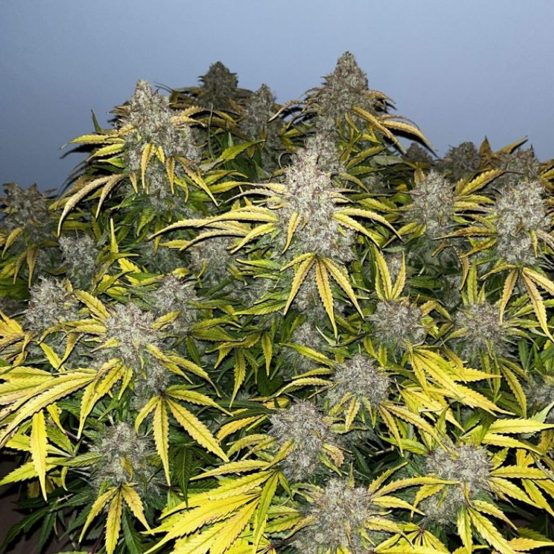 Special Skunk - cannabisfrön, cannabisvariant