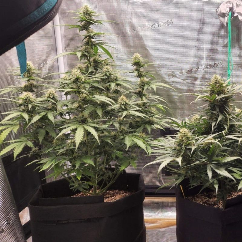 Special Haze - cannabisfrön, cannabisvariant