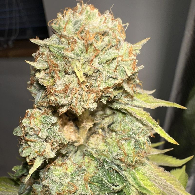 Sour Diesel - cannabisfrön, cannabisvariant