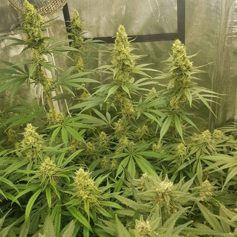 Sherbet - cannabisfrön, cannabisvariant