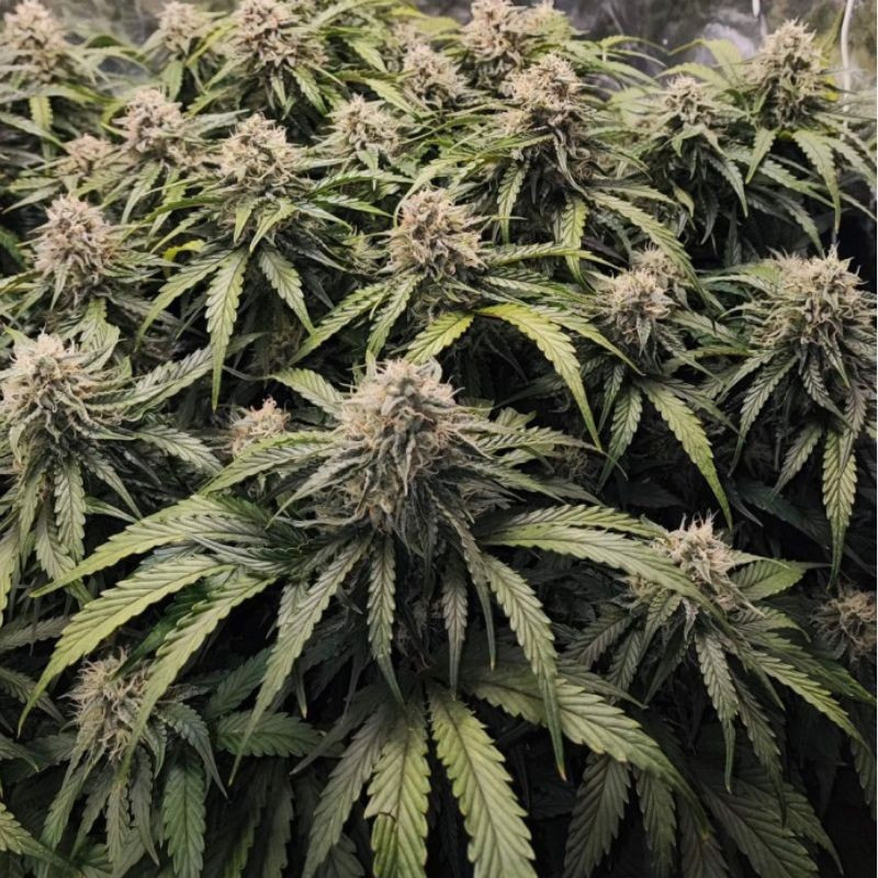 Runtz - cannabisfrön, cannabisvariant