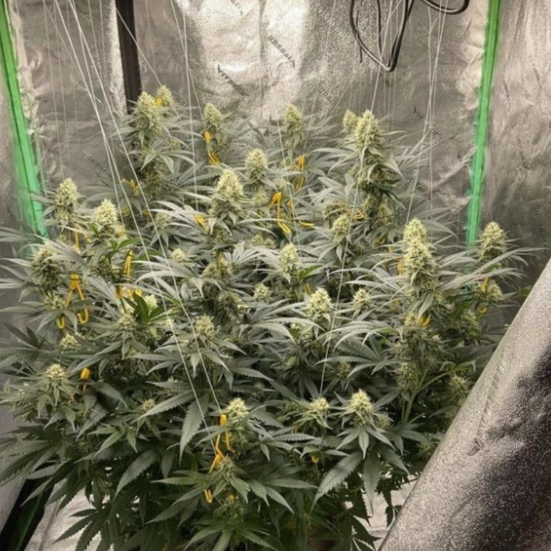 LSD - cannabisfrön, cannabisvariant