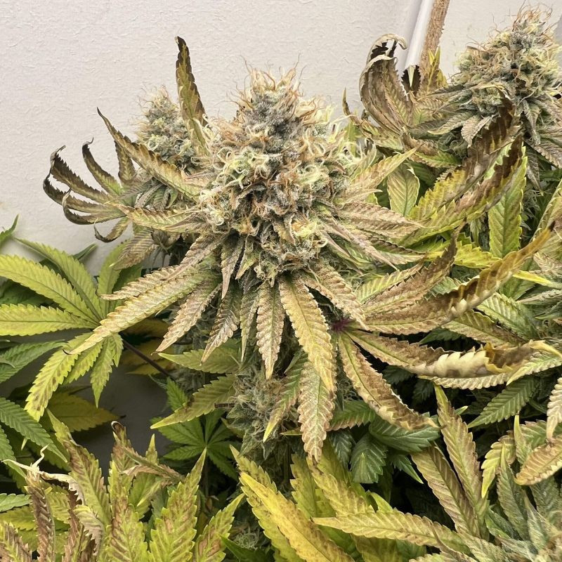 Northern Light - cannabisfrön, cannabisvariant