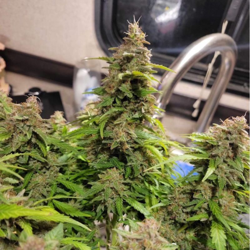 Neville's Haze - cannabisfrön, cannabisvariant