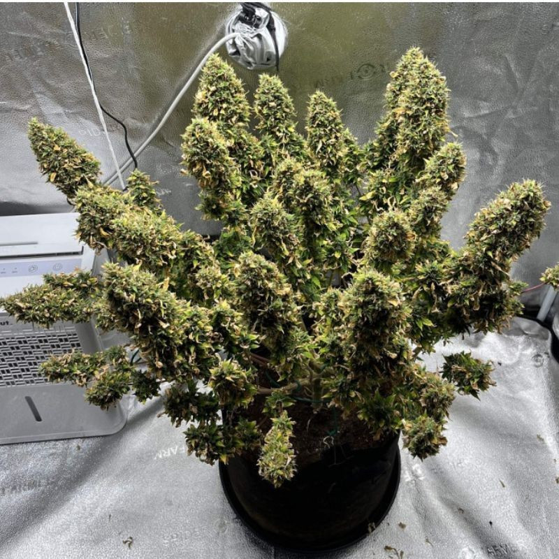 Mimosa - cannabisfrön, cannabisvariant