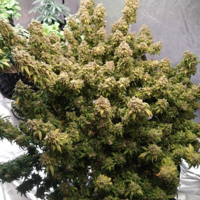 Mazar Extra - cannabisfrön, cannabisvariant