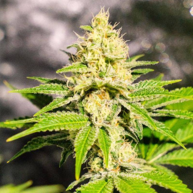 Mister Kush - cannabisfrön, cannabisvariant