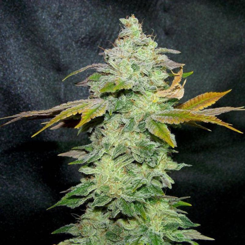 Lavender - cannabisfrön, cannabisvariant