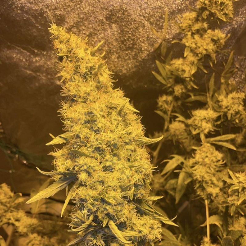 Kali Mist - cannabisfrön, cannabisvariant