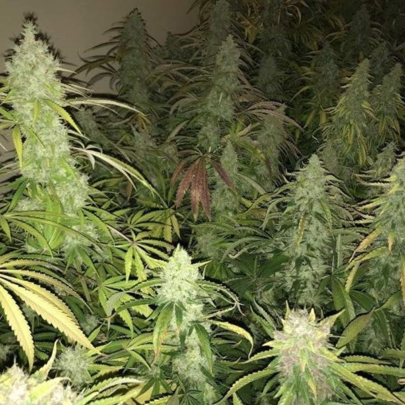 Kalashnikova - cannabisfrön, cannabisvariant