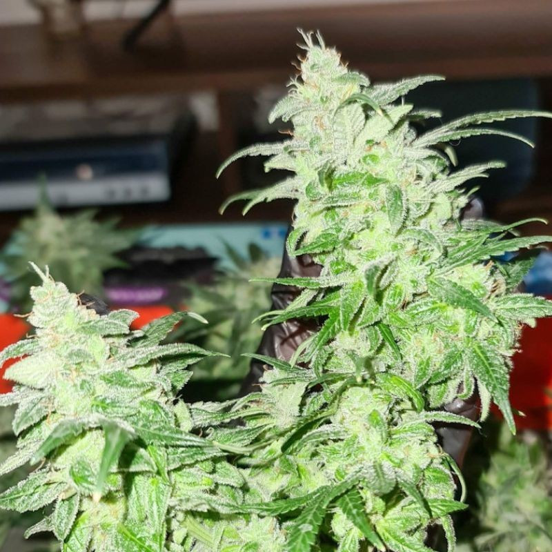 Gorilla Glue - cannabisfrön, cannabisvariant