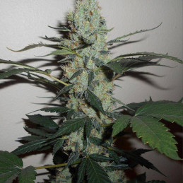 Green Crack - cannabisfrön, cannabisvariant