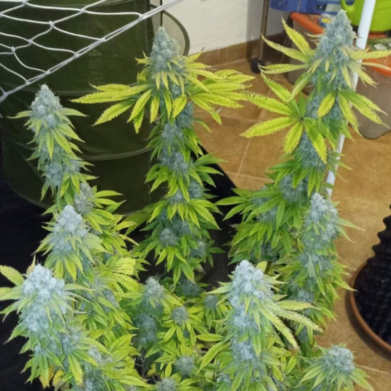 Crystal Candy - cannabisfrön, cannabisvariant