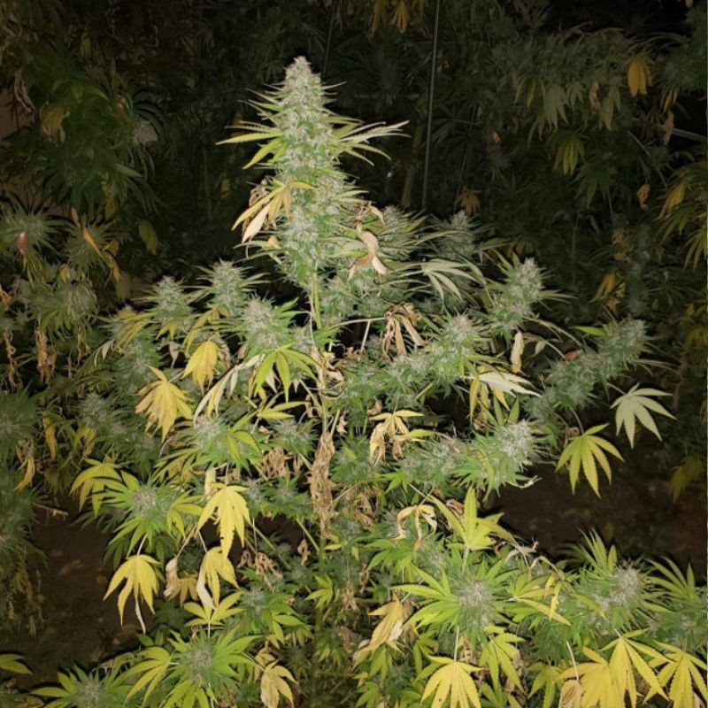 Grapefruit - cannabisfrön, cannabisvariant