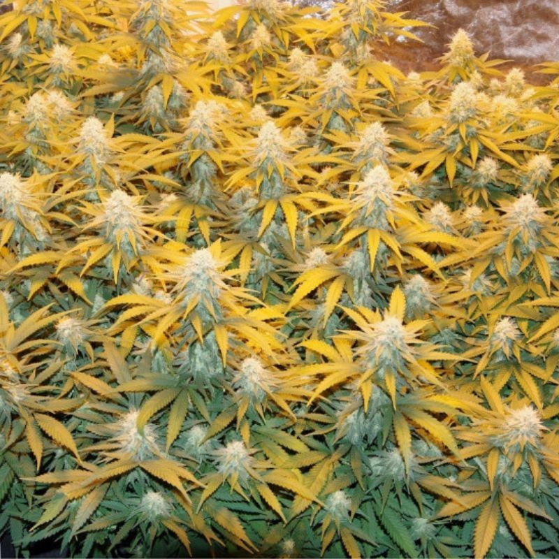 Great White Shark - cannabisfrön, cannabisvariant