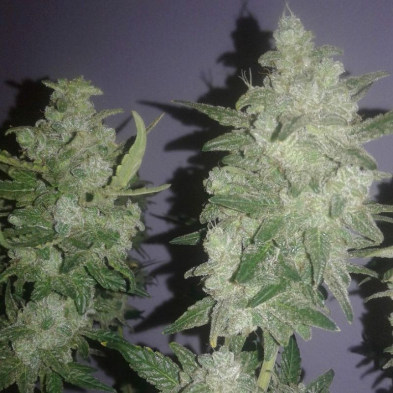 Gelato - cannabisfrön, cannabisvariant