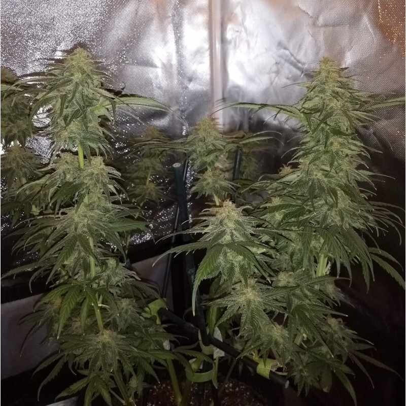 Special Mintz - cannabisfrön, cannabisvariant