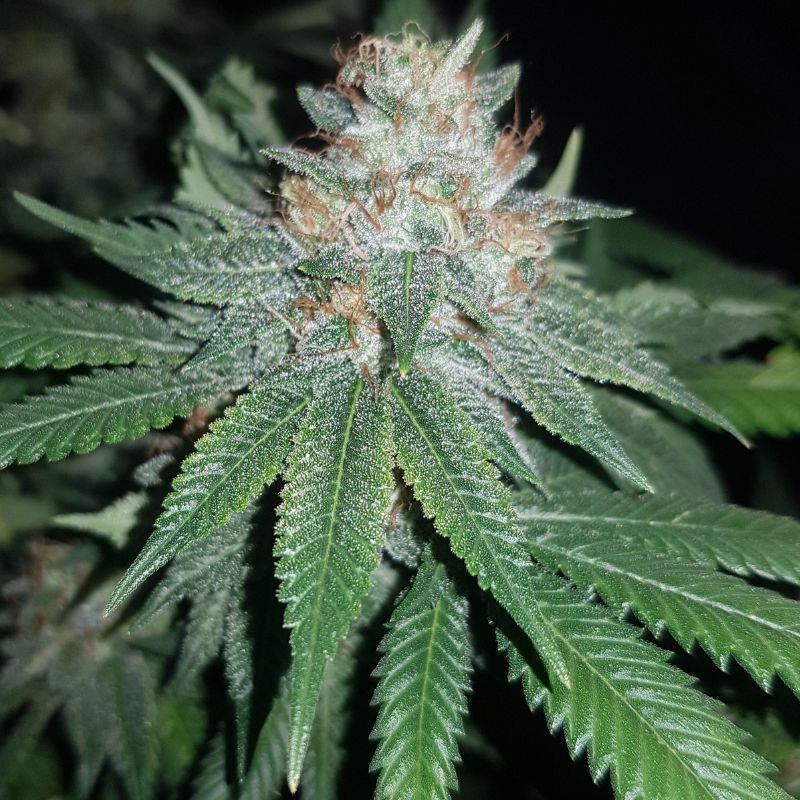 Euforia Special - cannabisfrön, cannabisvariant