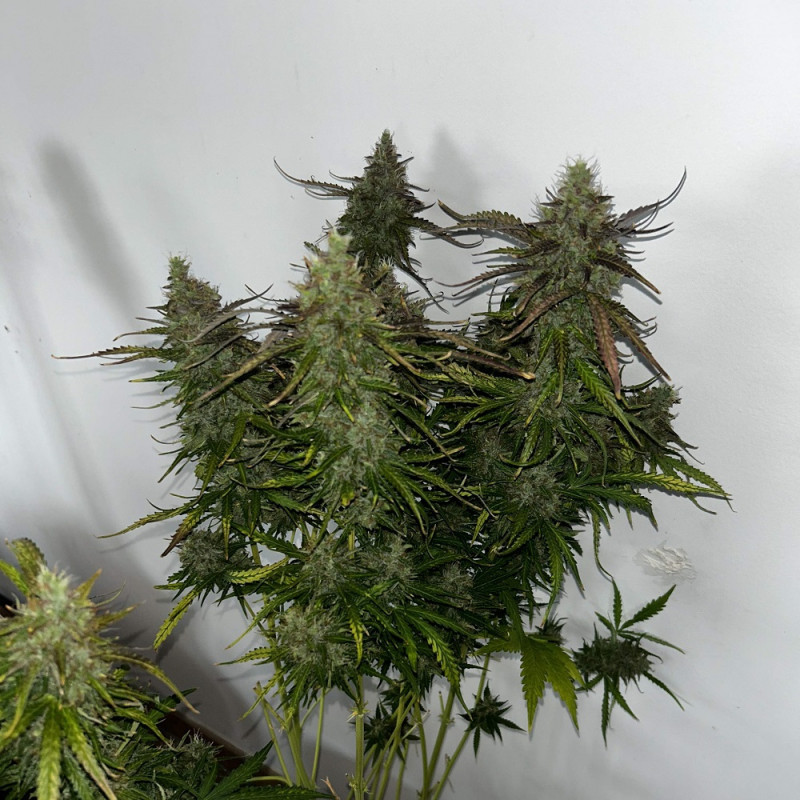 Skunk - cannabisfrön, cannabisvariant