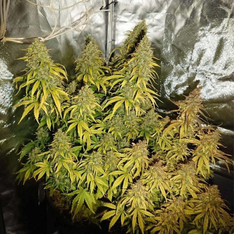 Durban Poison - cannabisfrön, cannabisvariant