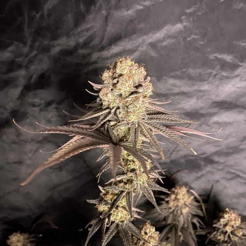 RoboCop - cannabisfrön, cannabisvariant