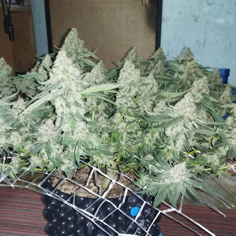 Coffee Ryder - cannabisfrön, cannabisvariant