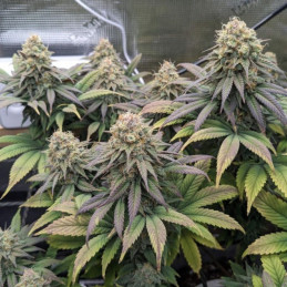 Cheese - cannabisfrön, cannabisvariant