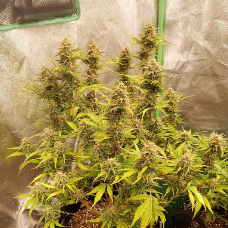 Caramel - cannabisfrön, cannabisvariant